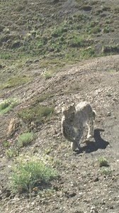 1.1M views · 10K reactions | #snowleopard mom & cub - a rare moment in northern India! | Snow Leopard Trust | Facebook