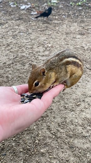 Hand Feeding A Dove and A Chipmunk #asmr #natureasmr #asmrsounds #naturelovers #chipmunk #shorts #nature #chipmunks #chipmunkcheeks #naturephotography #naturetherapy #naturetherapy🌿 #naturelovers #natureisbeautiful #natureisamazing #natureisawesome #natureisablessing #chipmunkphotography #chipmunksofinstagram #chipmunklove #mourningdove #dovesofinstagram #dove | Pumpkin Dreams Nature Scenes