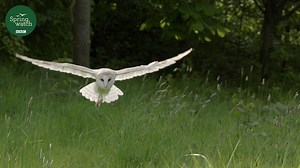 The majesty of the barn owl