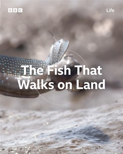 253K views · 4.9K reactions | This fish can walk on land and breathe air! | BBC Earth | Facebook