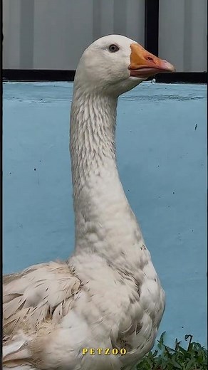 Meet the Emden Goose 🪿 | White Royalty 🤍