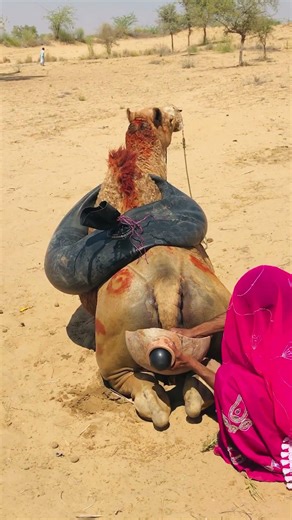 Bride Having Fun with Her Camel 🐪❤️ #shorts