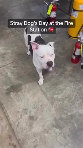 What happens when a stray dog comes crusin' into the fire station...You give him a tour!😊 Our job specs literally say, “to save lives and property.” Well, guess what, a dog has a life and we will save anything that can be saved.🙏🏼 Thankfully the little dude was adopted by a fire department member and now is living his best life! Source: laughwithbrett and sweetbuffalo716 . . . . . . ❤️ Love content supporting/celebrating First Responders? - Follow us 👉 @FRBAusa - DM us to be featured - Watch