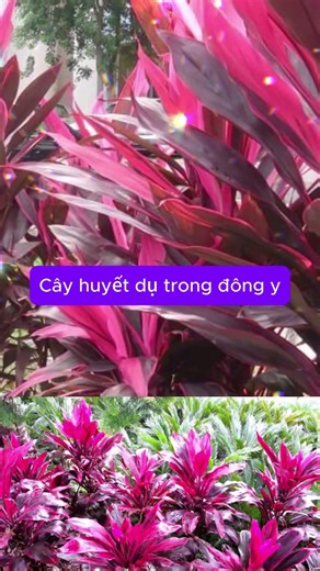 Bloodroot in traditional medicine