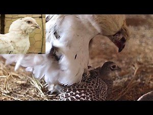 Chicken breeding Pheasant (Results)