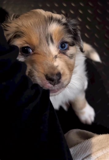 Adopt love. Adopt joy. Adopt this puppy. 🏡🐕💞 Your home will never feel empty again. # @ | Free Australian shepherd puppies for adoption
