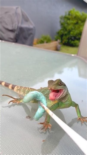 Chinese Water Dragon🦎#chinesewaterdragon #waterdragon #lizard #reptiles #animals #diy #fyp