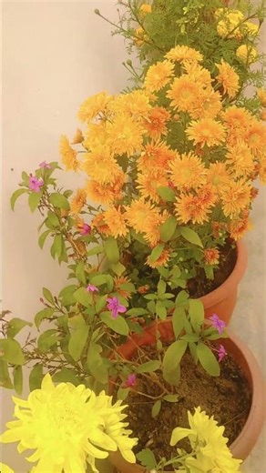 phool hi phool #flowers