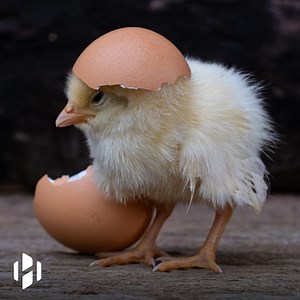 New technology can detect the sex of chicks before they hatch. | Hashem Al-Ghaili