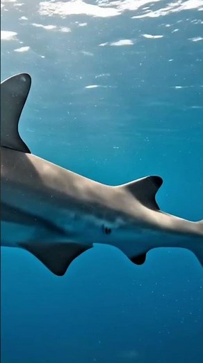 Inside the Secret Life of Sharks