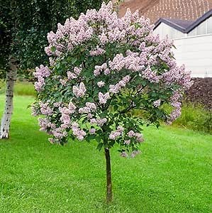 Miss Kim Lilac Bushes Live Plant Syringa for Planting Outdoors, Syringa Fragrant Flower Plant About 5 to 7 Inch Dormant