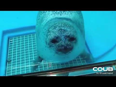 Seal squishing it’s face against glass