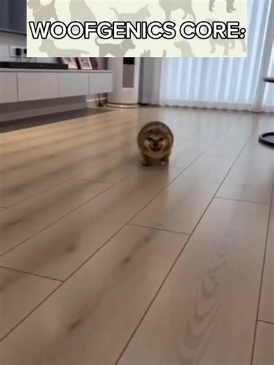 #mewgenics #woofgenics #swap #foryoupage #fyp #dogs #edit | woofgenics