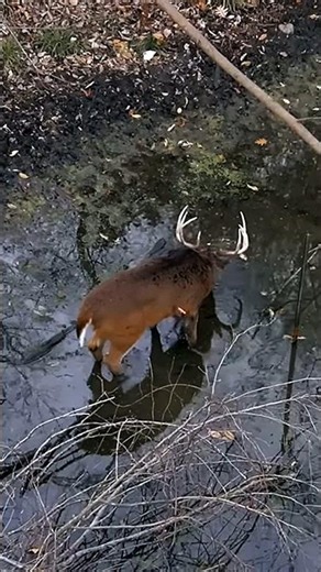 Whitetail Deer Bow Hunting #whitetailhunting #bowhunting