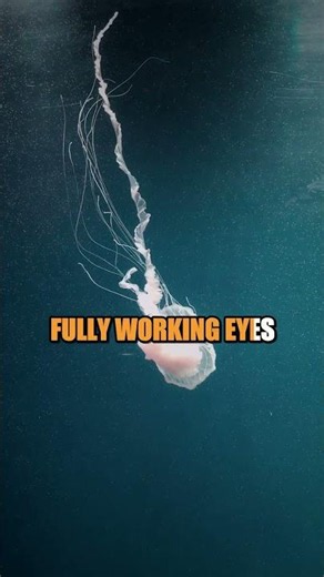 Box Jellyfish: kills a human in 2 minutes flat