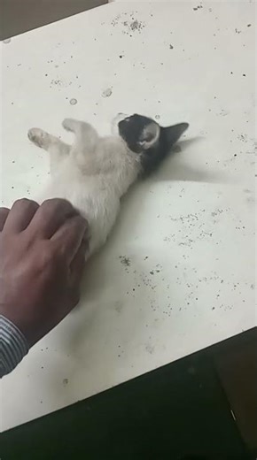 ചോട്ടു ആദ്യമായി കണ്ടുമുട്ടിയപ്പോൾ #youtubeshorts #puppy