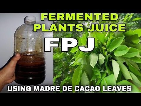 HOW TO MAKE FERMENTED PLANTS JUICE ( STEP BY STEP USING MADRE DE CACAO LEAVES)