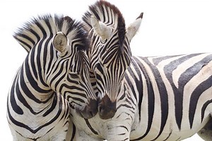 Animals that Start with Z