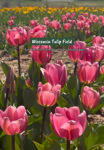 🌷 COMING SOON THIS MAY 🌷 The Sheboygan area is about to burst into color and this is your sign to start planning. Just 10 minutes from downtown, Flora Fields returns May 8–24 with rows of vibrant tulips ready to bloom. Each week brings more color and activities ✨ Open Fridays–Sundays: • Fridays: 3–6 PM • Saturdays: 10 AM–5 PM • Sundays: 10 AM–4 PM Beyond the blooms, you can expect: • Live music all weekend • Botanical drinks food truck snacks • Photo ops throughout the fields • Pick-your-own t