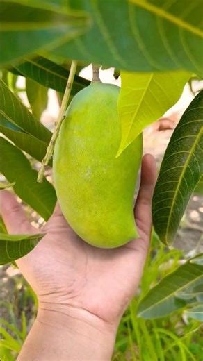 Power of Organic Farming || kesar mango Farm || kesar baug #organicfarming #kesarmango