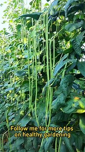 32K views · 1K reactions | Salt used in vegetable planting #garden #gardening #gardeningtips #planting #farming #fertilizer #salt #vegetablegarden | Franklin Morales | Facebook