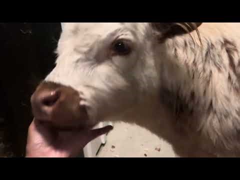 Adorable Highland Calf Mooing | Cute Baby Highland Cow Sounds