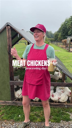 Chicken processing day - a demonstration WITHOUT a chicken for all the ones that disassociated from life 🫶🏼 #meatchickens #homestead Scalder by Roots & Harvest, plucker by Vevor