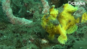 3K views · 251 reactions | The frogfish uses a sneaky way to get its meal! These fish use a worm-shaped lure attached to their body to trick prey into coming close. When the smaller fish swims in for a bite, they become a snack for the frogfish itself! | Oceana | Facebook