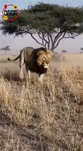 Lion Chases Warthog! Intense Savanna Escape LionChase #LionVsWarthog #WildlifeChase #AnimalEncounter