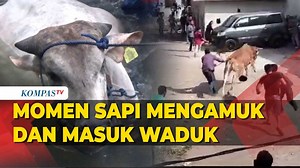 Kumpulan Momen Sapi Kurban Ngamuk Jelang Iduladha, Hingga Jatuh ke Kali - Kompas TV