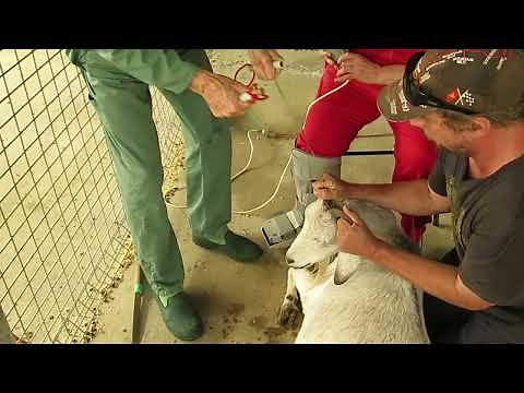 Tipping or trimming back the horns of a goat