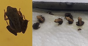 Frog-leap for joy: Philippines’ critically endangered frog species successfully bred for first time | Coconuts