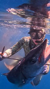 391K views · 8.2K reactions | Spearfishing a Giant Barracuda! #spearfishing #fishing | Ryan Myers | Facebook