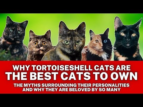 Amazing Facts About Tortoiseshell Cats ~ Myths & Personalities