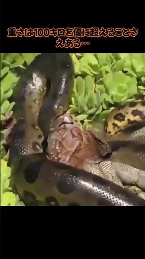 巨大ヘビの恐怖！水辺の支配者がアナコンダの狩りにゾッとする！