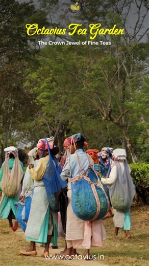 Octavius Tea | From the heart of Octavius Tea Garden comes the true crown jewel of fine teas — crafted with purity, perfected by nature, and savored in... | Instagram