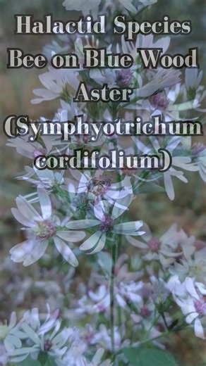 A tiny halictid bee enjoying the blooms of Blue Wood Aster (Symphyotrichum cordifolium)! These native asters are a late-season nectar and pollen source for a variety of pollinators, including bees, butterflies, and flies. Even small native flowers play a big role in supporting local biodiversity. #SymphyotrichumCordifolium #HeartLeavedAster #NativePlants #PollinatorGarden #HalictidBee #LateSeasonBlooms #GrowNative #NativePollinators #WildflowerGarden #RootedInRestoration #rewildalabama | Rewild 