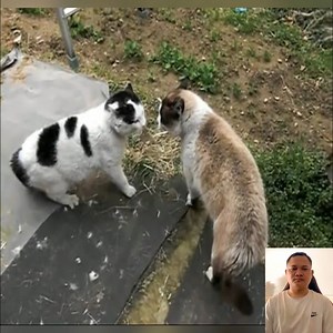 Cat battle! Cat Fighting #catfighting #catfight #fight #girlfight #femalewrestling #fighting #wrestling #cat #cats #catfights #catsofinstagram #fitness | Cat Sport