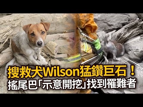 【花蓮7.2強震】搜救犬Wilson往巨石猛鑽建功！狂搖尾巴示意有人🥺｜地震｜寵物動物｜暖聞