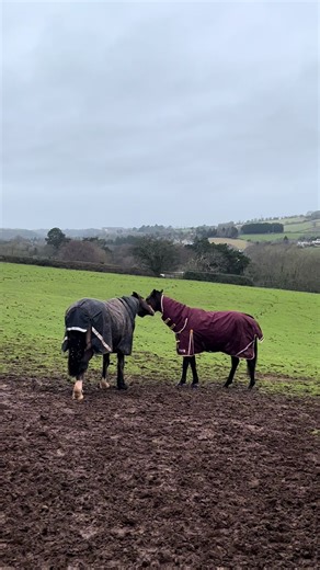 Geldings Having Fun on the Farm