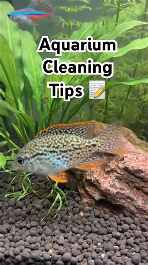 Aquarium Cleaning Tips. .. #shorts #aquarium #fishtank