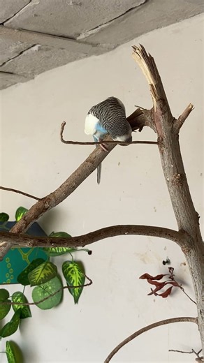 Soothing Parakeet Sounds & Soft Budgie Chatter 🎶🐦