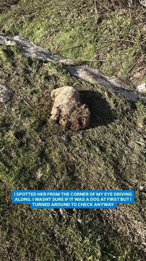 niall habison on Instagram: "FFS! I spotted her out of the corner of my eye driving along the main road to the Airport on route to pick up a friend. I turned the car around at the next lay-by and drove back to see if it was a pile of sheep’s wool, and I was shocked to see it was actually a little neglected dog that must have been hit by a car. There isn’t a single vet open in the nearby town where we normally go, so I took her to see a vet in the capital, that I have used in the past. She had a