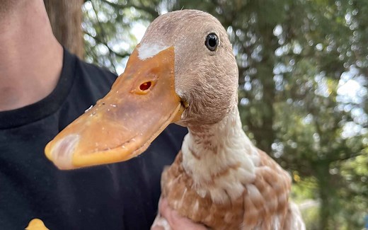 Owning Indian Runner Ducks: Complete Care Guide