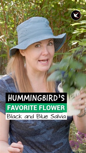 594K views · 10K reactions | Best Hummingbird Attracting Plants...