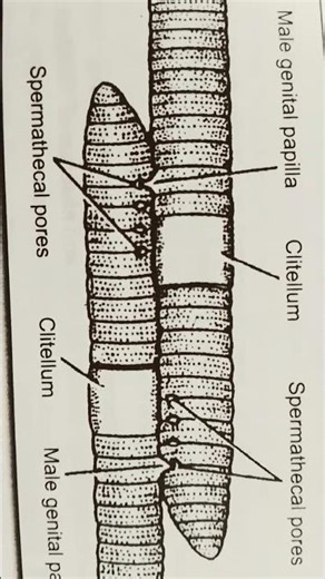 Two worms in copulation