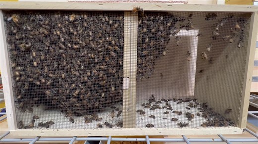 3.7K reactions · 483 shares | We have the BEE Packages! We also ship...