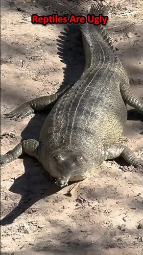 Reptiles Are Ugly...