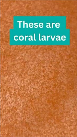 Floating larvae become baby corals