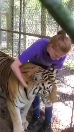 Tiger Tuesday #tigers #bigcats #animalrescue | The CARE Foundation